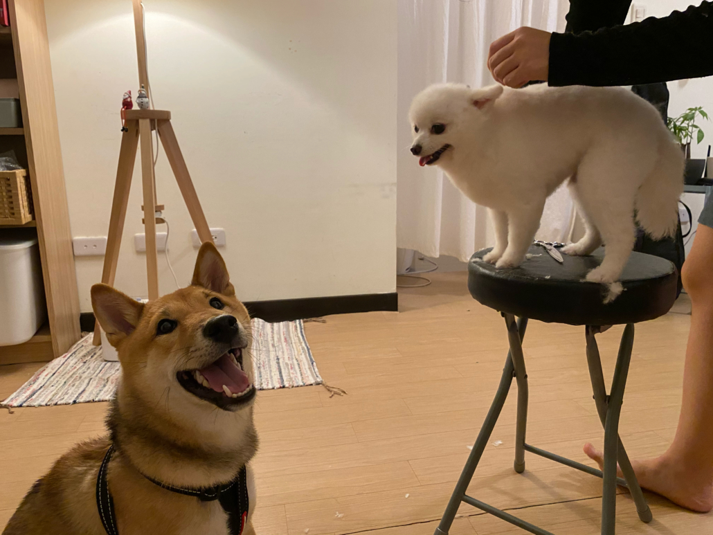 bobo 信義區寵物寄宿 寵物旅館