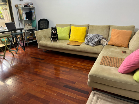 noco 士林寵物寄宿 寵物旅館