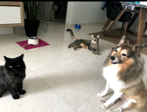 violette 士林寵物寄宿 寵物旅館