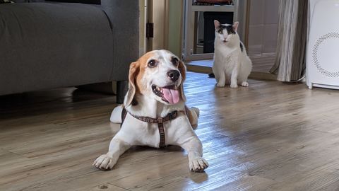 米胖爸 文山區寵物寄宿 寵物旅館