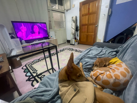 寵物寄宿 狗狗寄宿