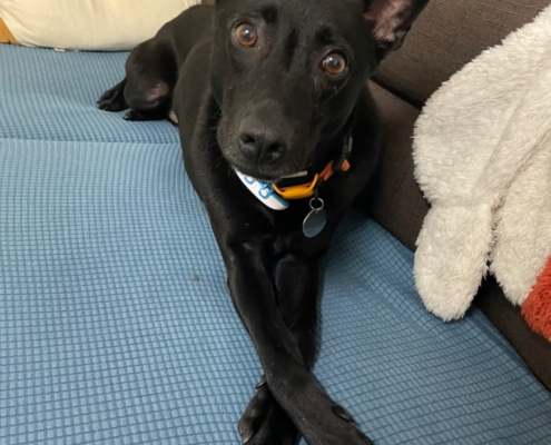 Fluv_IGOTYOU_Foster_Charm生活照_250611_1