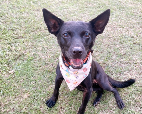 Fluv_IGOTYOU_Foster_Jenny中途日常_250611_1