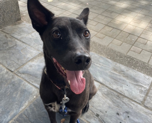 Fluv_IGOTYOU_Foster_小白日常照_250611_1