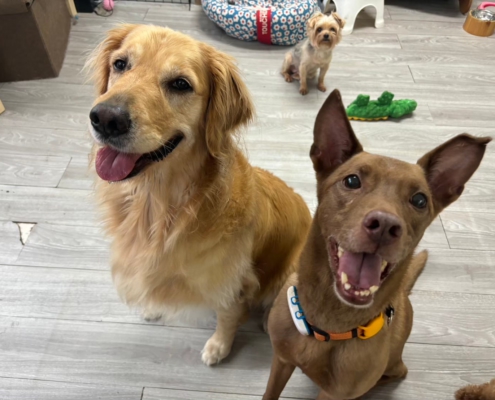 Fluv_IGOTYOU_Foster_帥氣布朗尼_250611_1