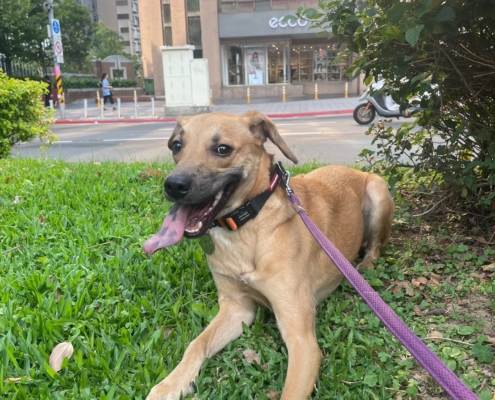 Fluv_IGOTYOU_Foster_蔓蒂中途_250611_1