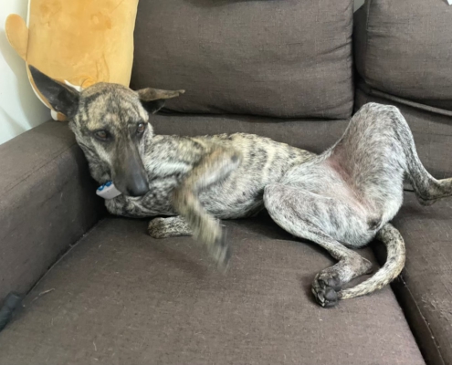 Fluv_IGOTYOU_Foster_阿布日常照_250611_1