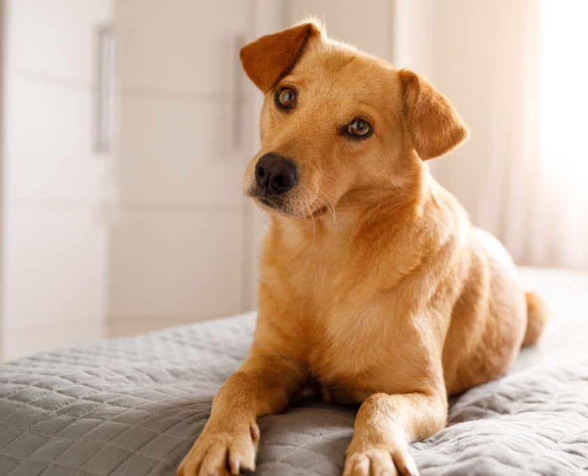 狗狗分離焦慮 適合保姆家寄宿