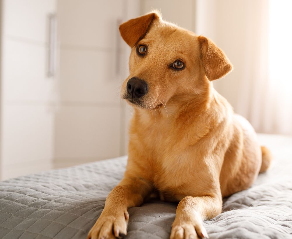 fluv-dog-without-human