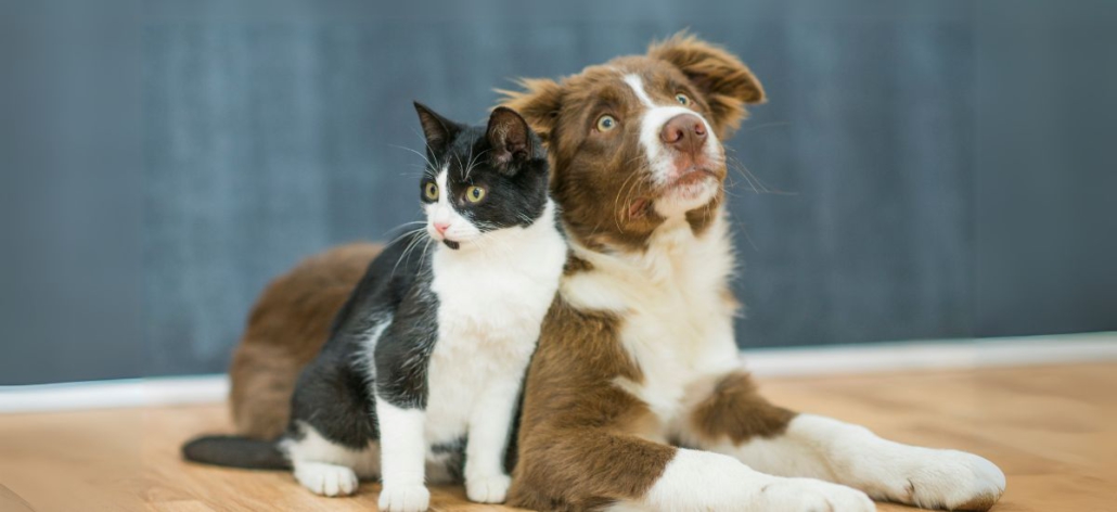 fluv-pet-hotel-banner