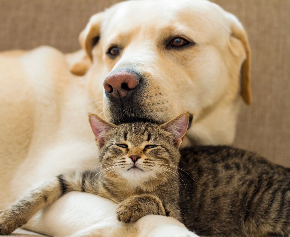 貓狗同住 到府寵物保姆一次照顧 貓狗同住 到府寵物保姆一次照顧