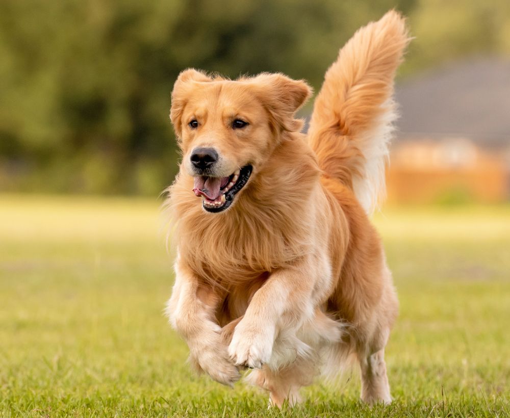 looking-for-dog-sitter looking-for-Fluv-dog-sitter