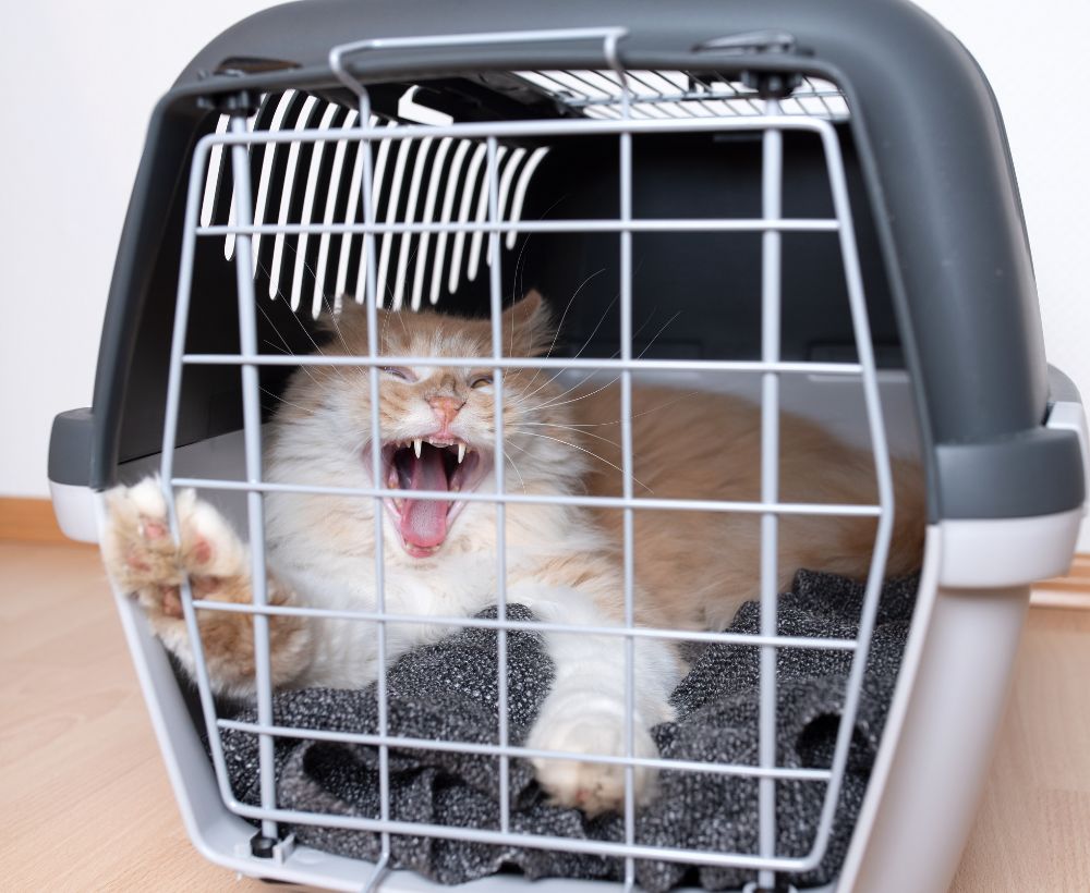 不愛出門的貓咪 不愛出門的貓咪