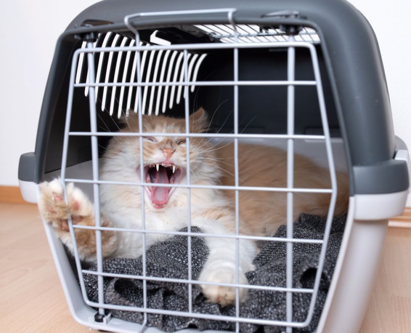 不愛出門的貓咪