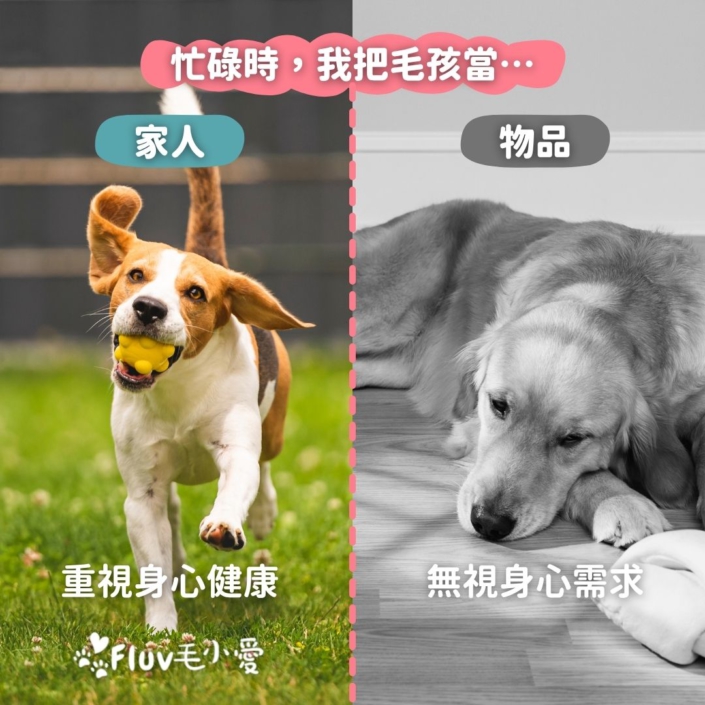 忙碌時，我把毛孩當…