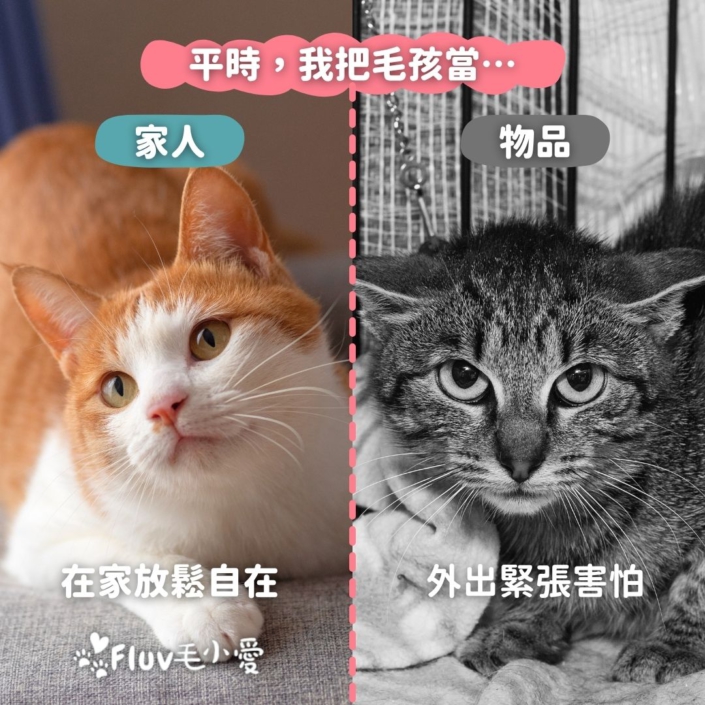 平時，我把毛孩當…