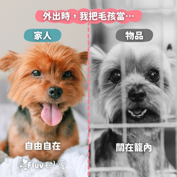 外出時，我把毛孩當…