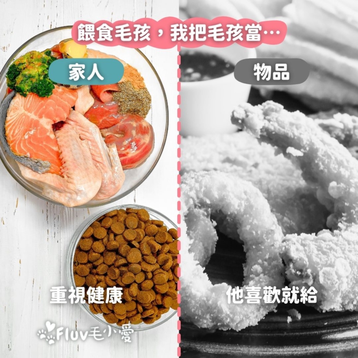 餵食毛孩，我把毛孩當…