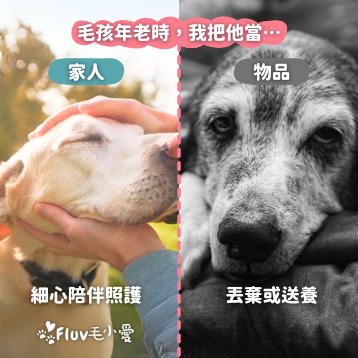 毛孩年老時，我把他當…